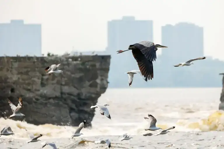 L’Envol du héron – Danse sauvage au-dessus des rapides