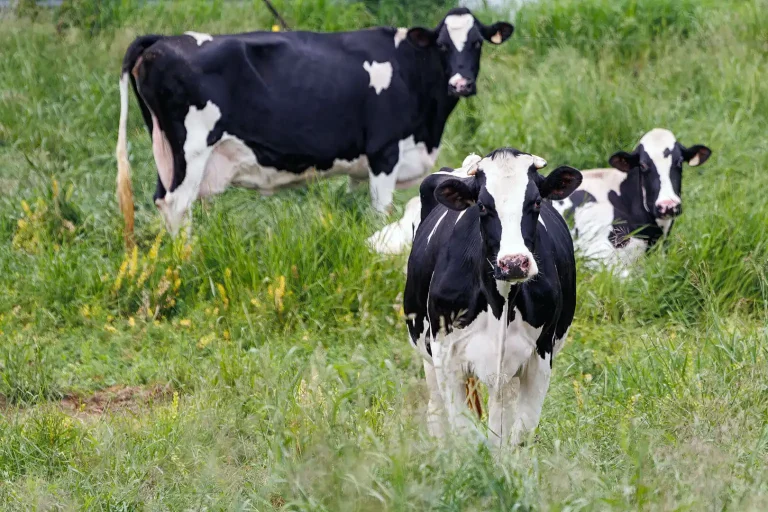 Photographie rurale dans le Pontiac